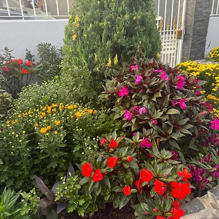 Camacho By Homie Funchal