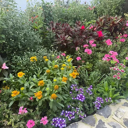 Camacho By Homie Apartman Funchal